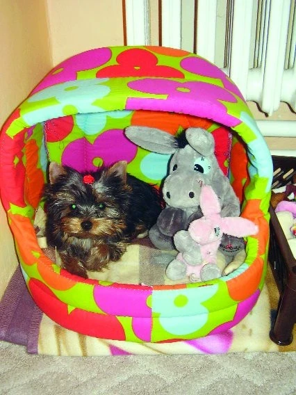 Jorkšírský teriér – 4. část