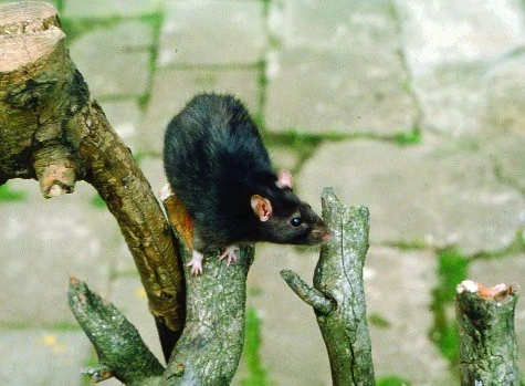 Potkani, krysy a krysaři