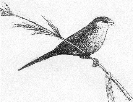 Astrild černobrvý – Estrilda nigriloris