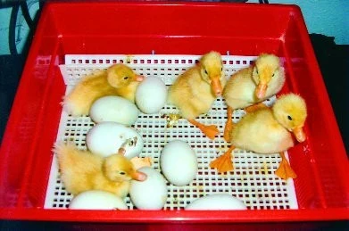 Chov kachen pekingských amerických