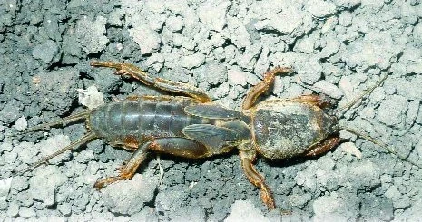 Krtonožka obecná (Gryllotalpa gryllotalpa)