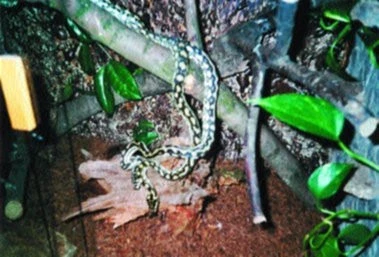 Morelia spilota variegata - krajta kobercová