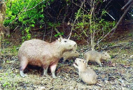 Kapybara Hydrochaeris Hydrochaeris IFauna cz kapybara-hydrochaeris-hydrochaeris-ifauna-cz
