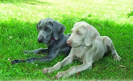 Výmarský ohař modrý