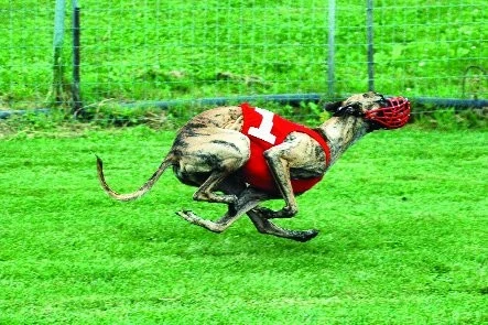 Dostihy chrtů - plníme licenční zkoušky