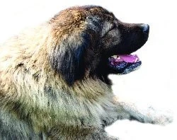 Výživa psů velkých plemen