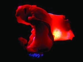 Španělská tanečnice