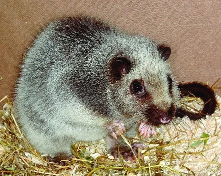 Krysa obláčková