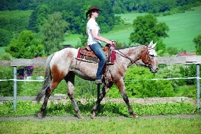 Proč právě Appaloosa?