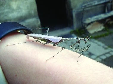 Sibylla pretiosa