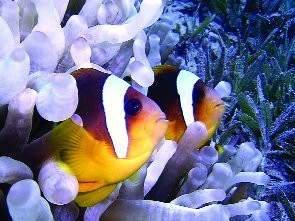 O ztraceném štítovci