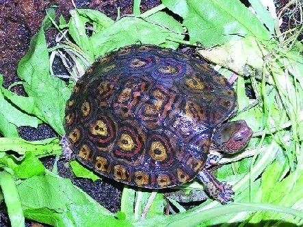 Rhinoclemmys pulcherrima manni