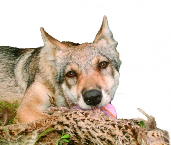 IX. kapitola Kynologie Průmyslově vyráběná psí krmiva a jejich rozdělení