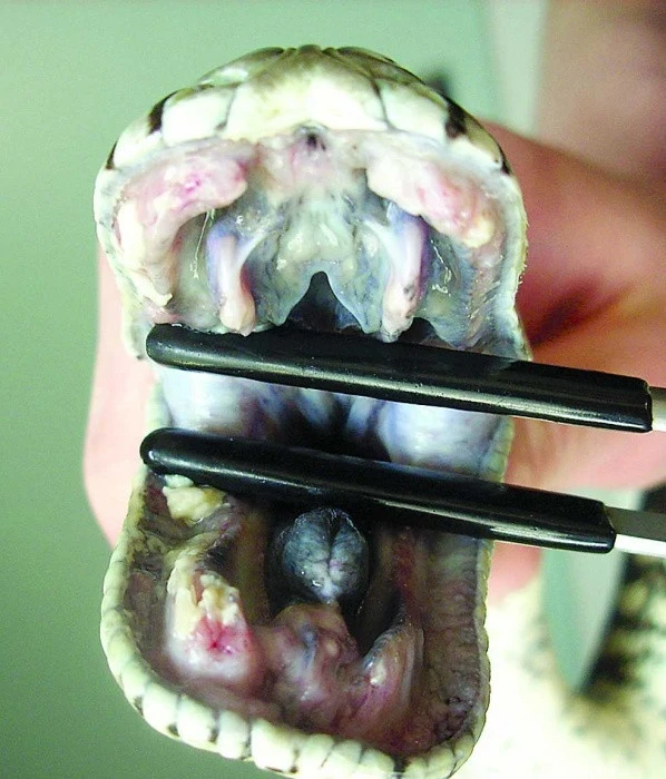 Stomatitida u Morelia spilota variegata