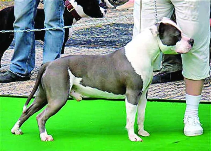 Americký stafordšírský teriér