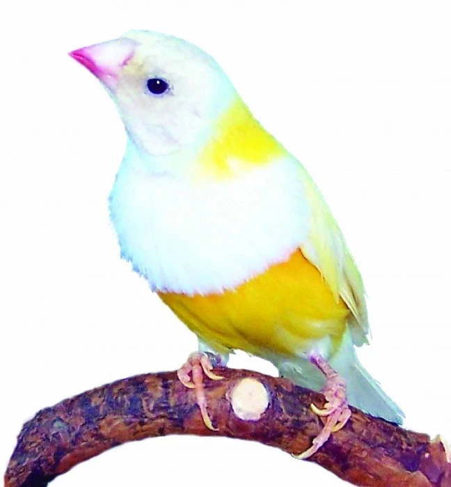 Amadina Gouldové a její chov (9. část) - Veterinární problematika chovu amadin Gouldové
