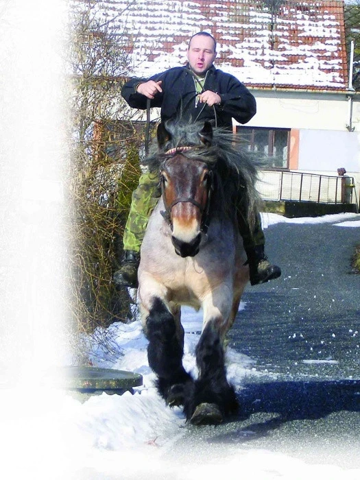 Brabantský kůň