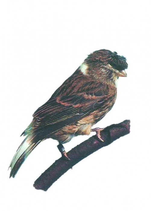 Postavoví kanáři – 5