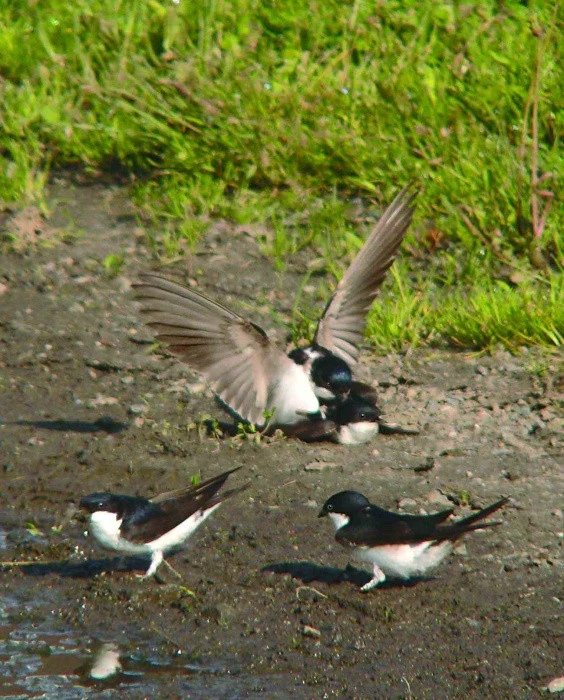 Jiřička obecná – Delichon urbica (Linnaeus, 1758)