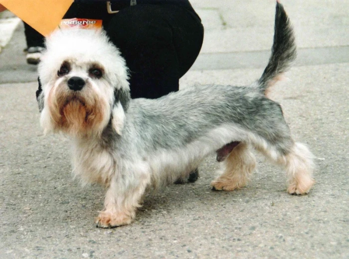 Dandie Dinmont teriér