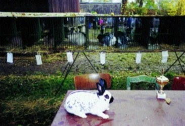 Anglický strakáč a speciální výstava klubu Slavonice 2000