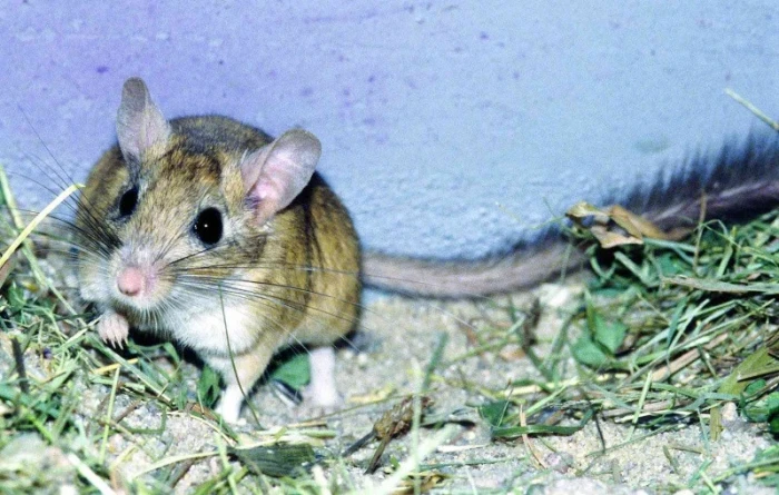 Pískomil veverkoocasý (Sekeetamys Calurus)