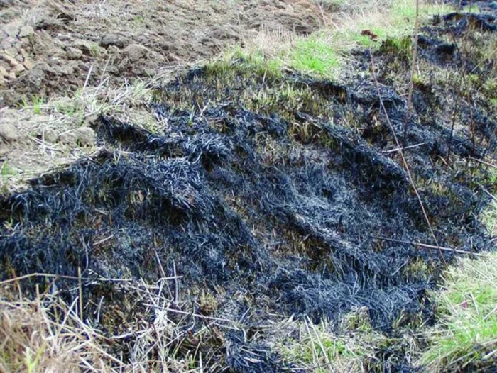 Nebezpečné vypalování trávy