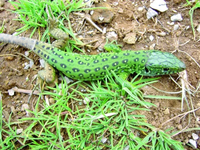 Maroko očima zoologa – 7. část