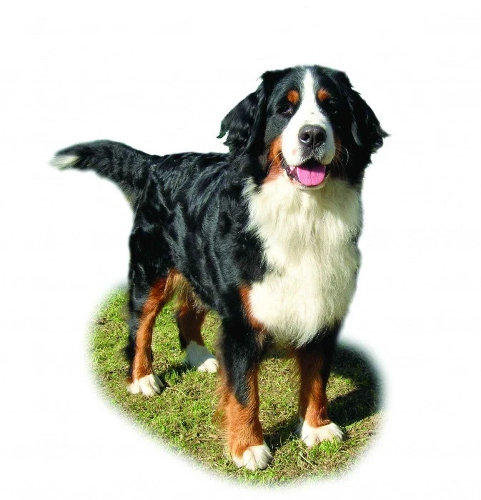 Bernský salašnický pes