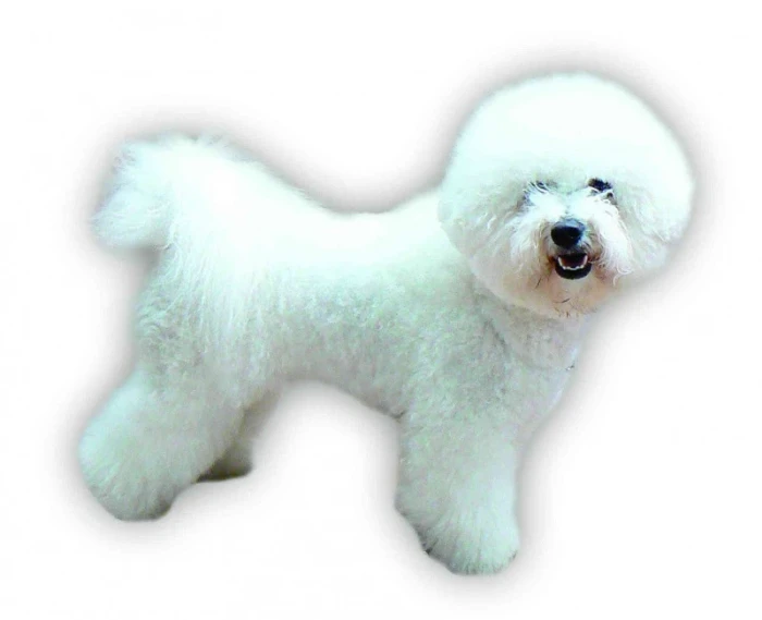 Bišonek Bichon a poil frisé