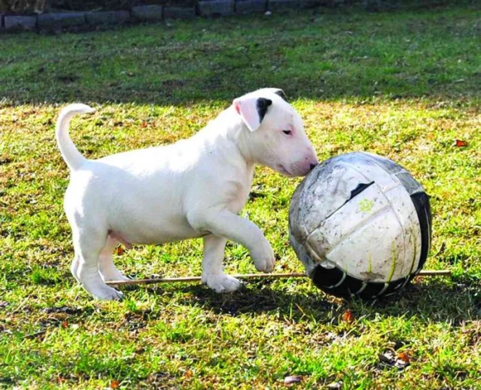Bulteriér Část první – výběr a výchova malého bulíka
