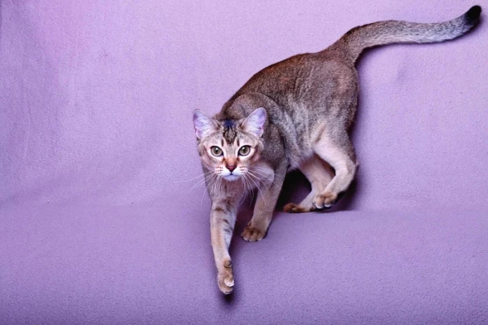Burmilla