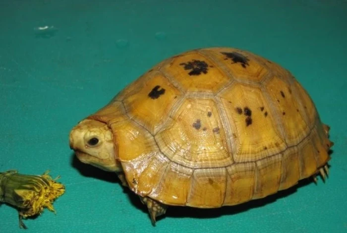 Indotestudo elongata (Blyth 1853)
