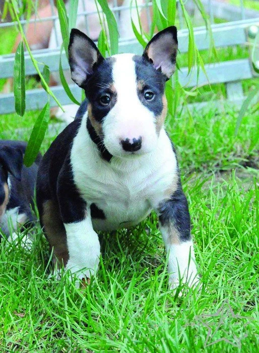 Bulteriér Část čtvrtá – chov a výstavy