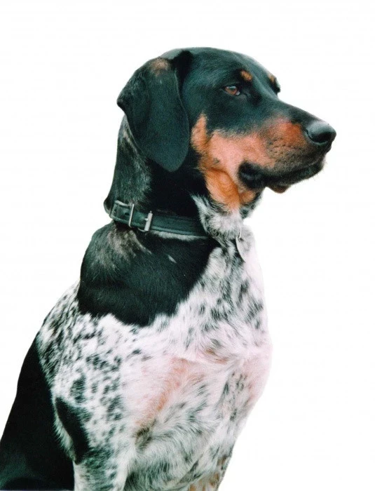 Český strakatý pes