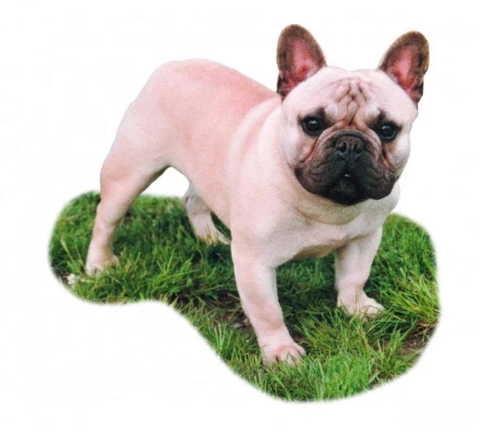 Francouzský buldoček