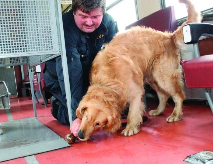 Dvakrát zlatý retrívr