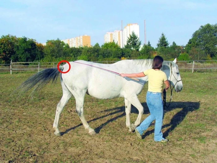 Kůň v pohodě Díl 13.: Není vodění jako vodění