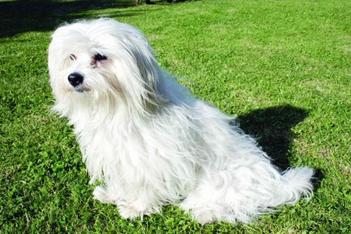Coton de Tulear