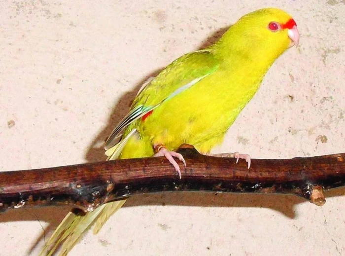 Nová mutace kakariků žlutočelých (Cyanoramphus auriceps)