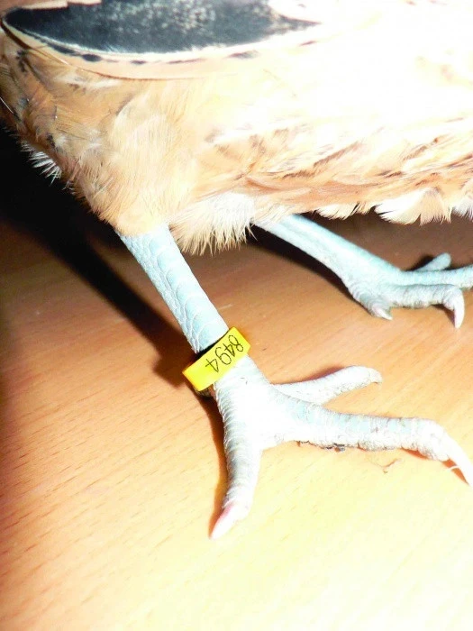 Růst a dospívání drůbeže