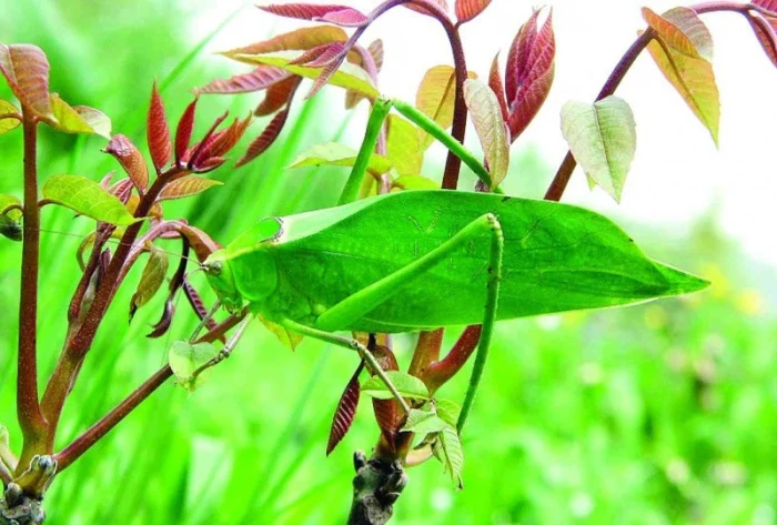 Chov kobylek Stilpnochlora couloniana
