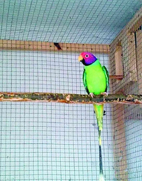 Odchov alexandrů rudohlavých (Psittacula cyanocephala)