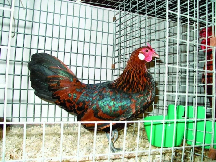 Hamburčanky