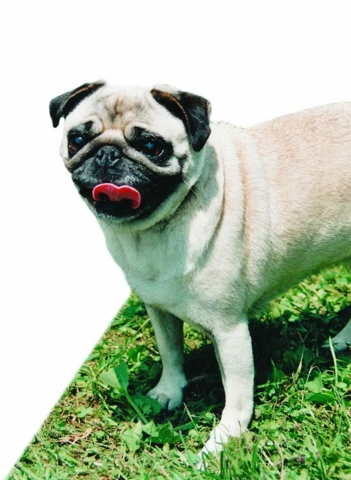 Mops