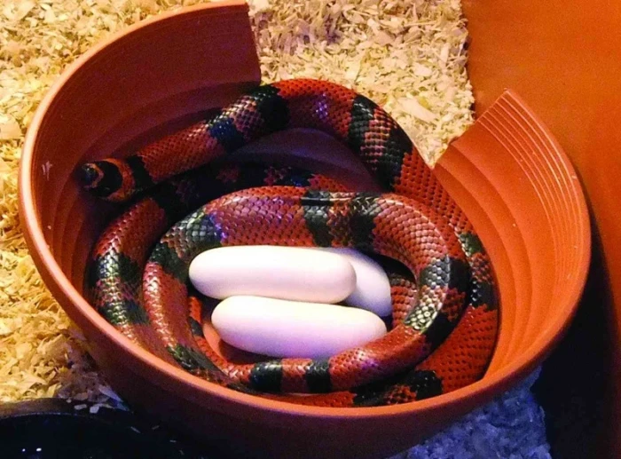 Hadi – zajímaví živočichové
