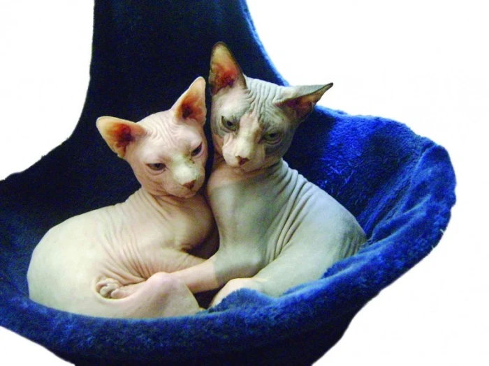 Kanadský sphynx