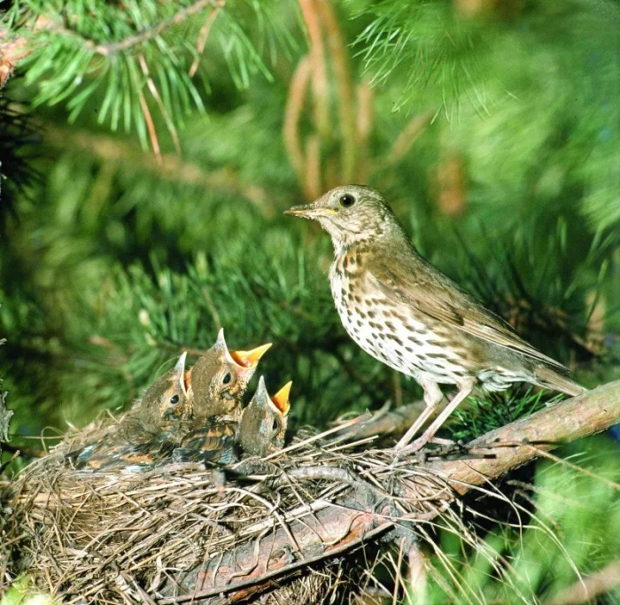 Drozd zpěvný – Turdus philomelos - Brehm, 1831