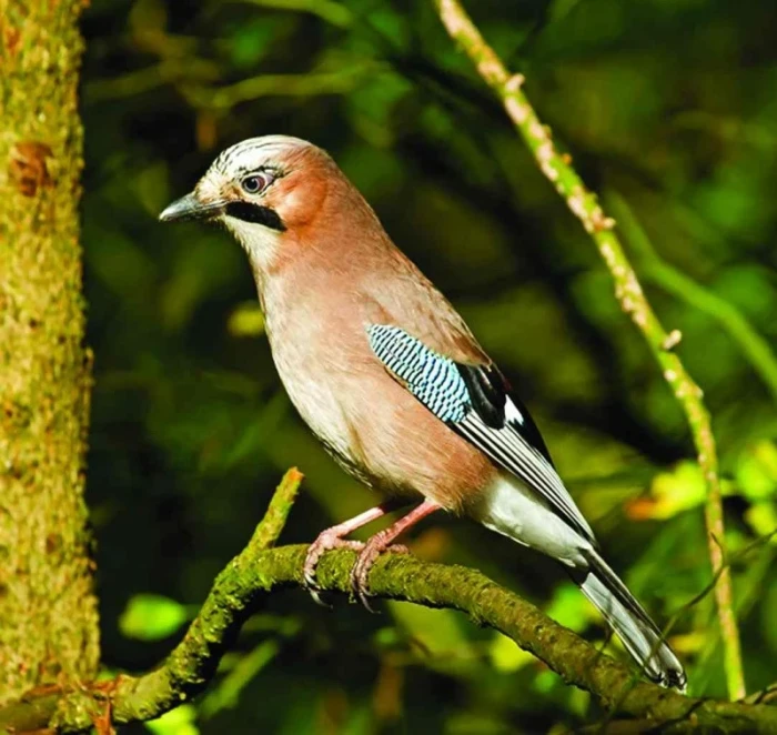 Měkkožraví chovanci našich voliér, Pěvci (Passeriformes) 5, Krkavcovití (Corvidae) 2