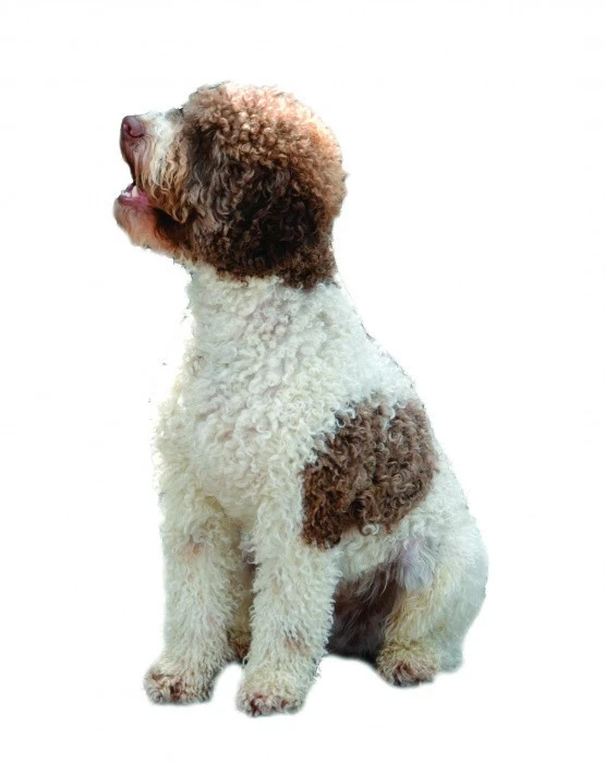 Italský vodní pes Lagotto Romagnolo